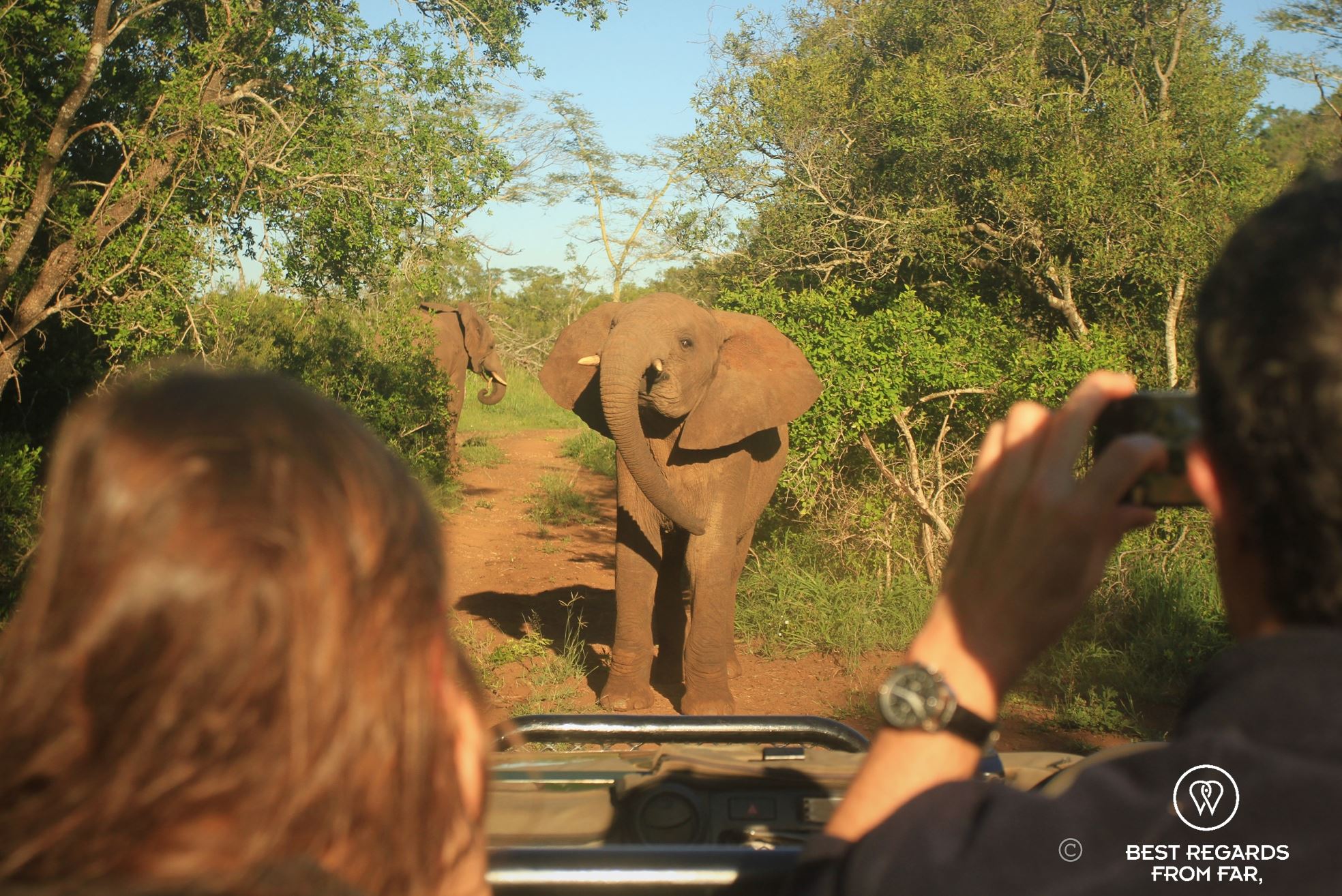 People taking a photo of a teenage elephant showing off in front of a game drive vehicle in the bush.