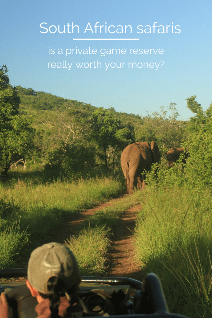Ranger driving a game drive vehicle on a dirt road behing two elephants.