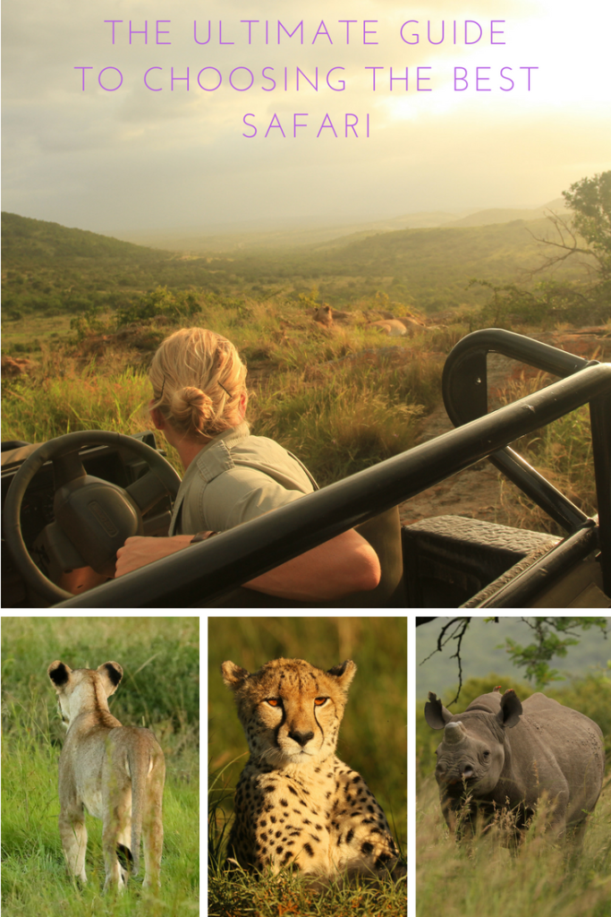 Blonde ranger in a game drive vehicle observing lions, a lion cub in the grass, a cheetah at sunset and a black rhino.