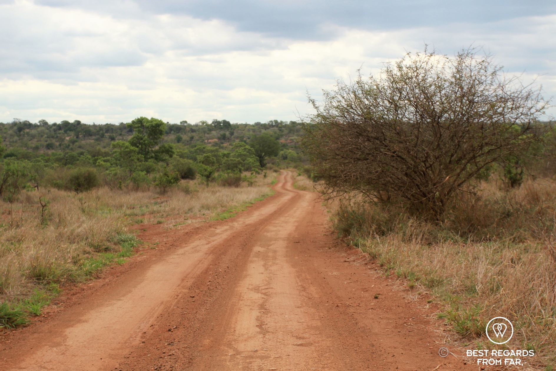 Dirt road through the savannah in the Kruger Park South Africa.