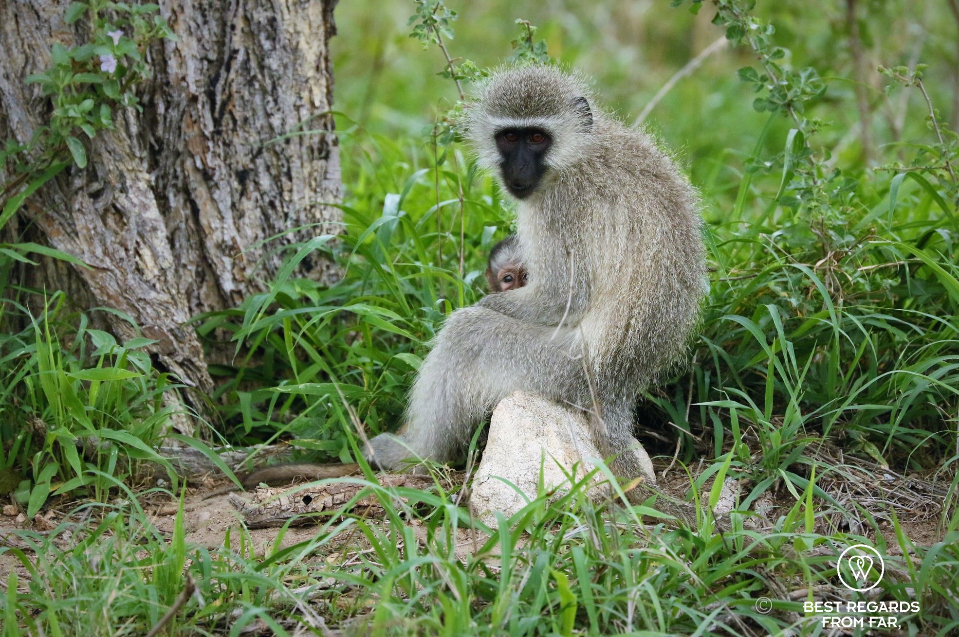 Mother vervet monkey with grey fur and black face holding her baby at the foot of a tree, Kruger NP, South Africa.