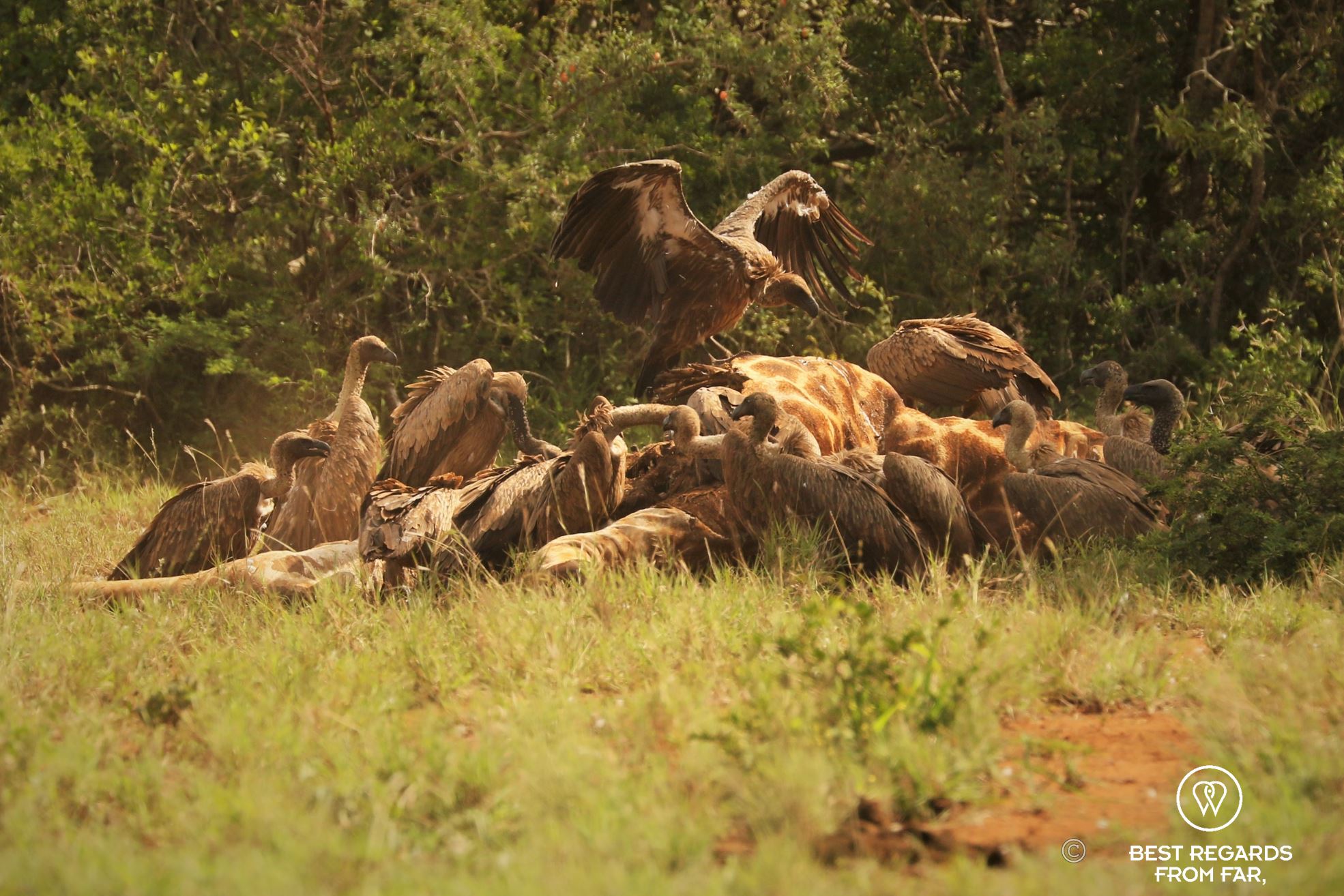 Vultures feasting on a giraffe, Mkhuze Game Reserve, South Africa