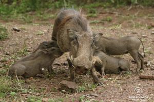 Warthog with tusks standing with 4 piglets suckling, Phinda Private Game Reserve, South Africa.
