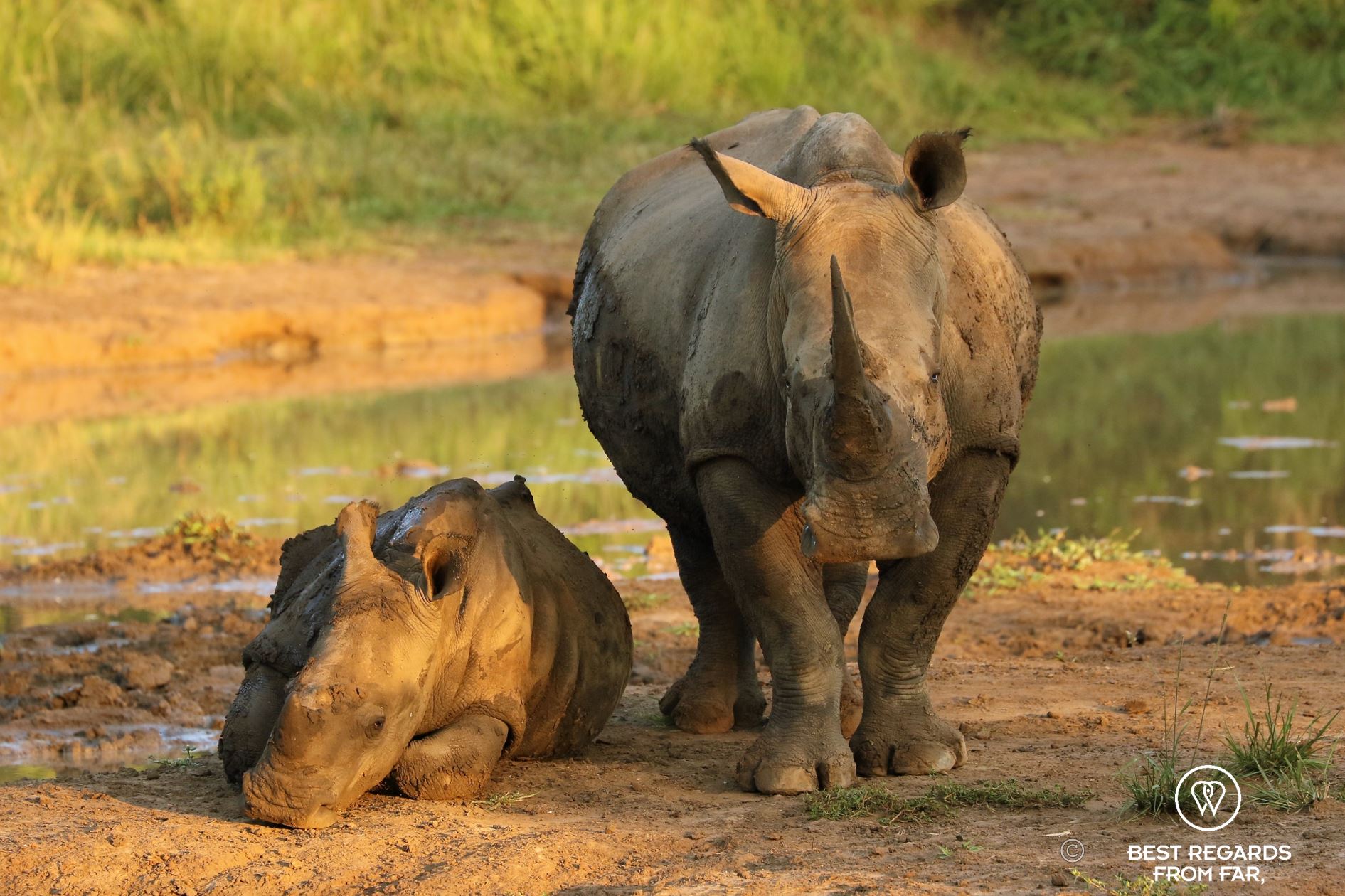 Mother rhino with her calf by a waterhole at sunrise, South Africa.