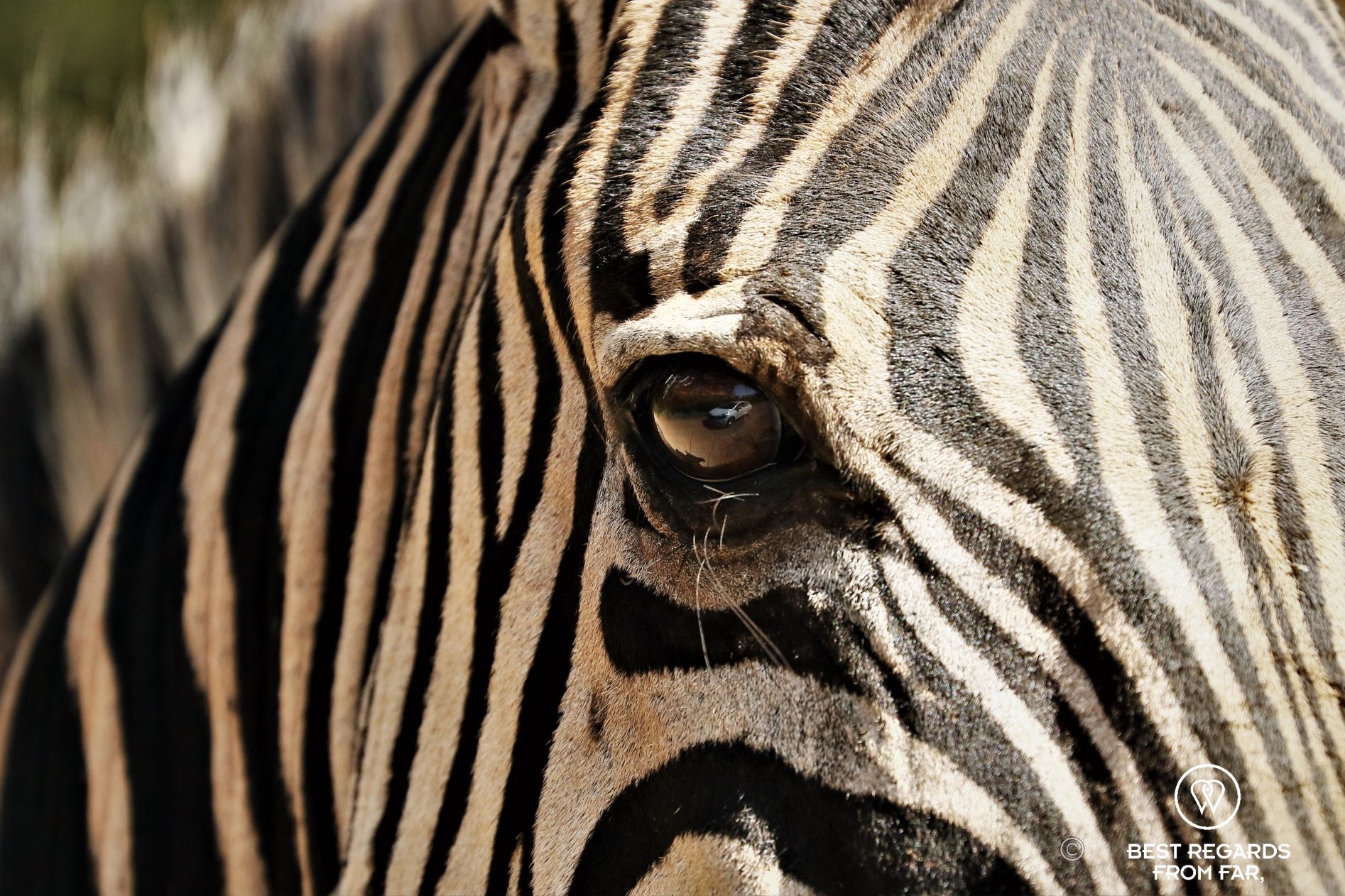 Close-up of a zebra in the wild, Hluhluwe iMfoloze, South Africa.