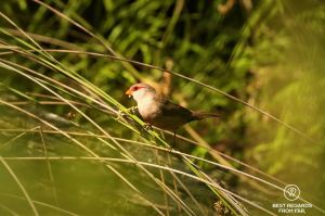 Common Waxbill along the Kingfisher hiking trail, George, South Africa