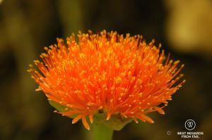 Flower along the Kingfisher hiking trail, George, South Africa