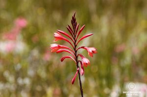 Fynbos along the hike up Cradock Peak, George.