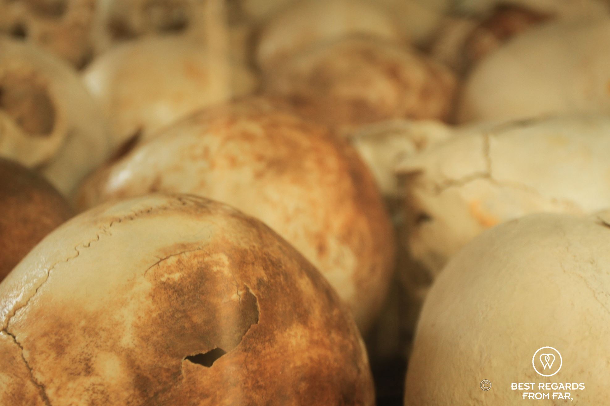 Human skulls showing fractures proving they were killed violently.