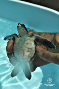 Baby turtle that was not strong enough to get out of the nest, Kelonia, Reunion Island