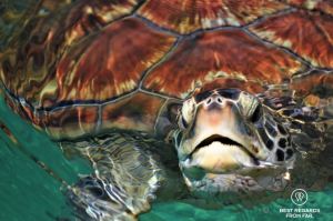 Hawksbill surfacing for air, Kelonia, Reunion Island