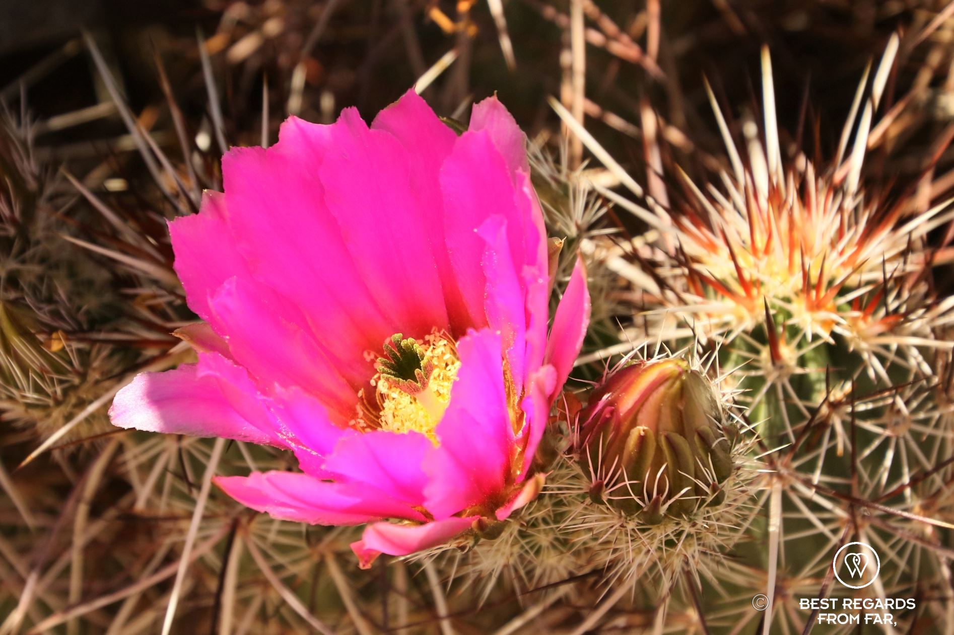 Spring bloom of cactus flowers.