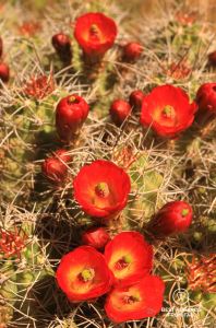 Claret Cup cactus blooming.