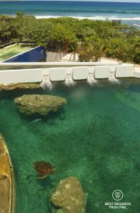 Turtle tank from above with the ocean in the background, Kelonia, Reunion Island