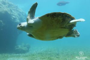 Olive ridley turtle, Kelonia, Reunion Island