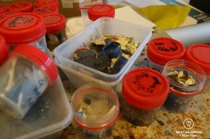 Plastic boxes and jars filled with plastics found inside turtles that died, Reunion Island