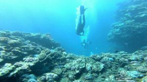 SCUBA divers above the coral reef, Reunion Island