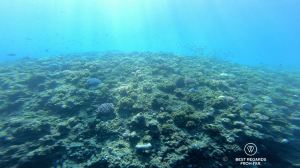 Coral reef along the Reunion Island