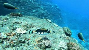 SCUBA diving with a Picasso triggerfish.