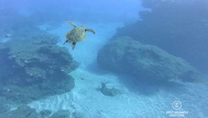Sea turtle, Reunion Island