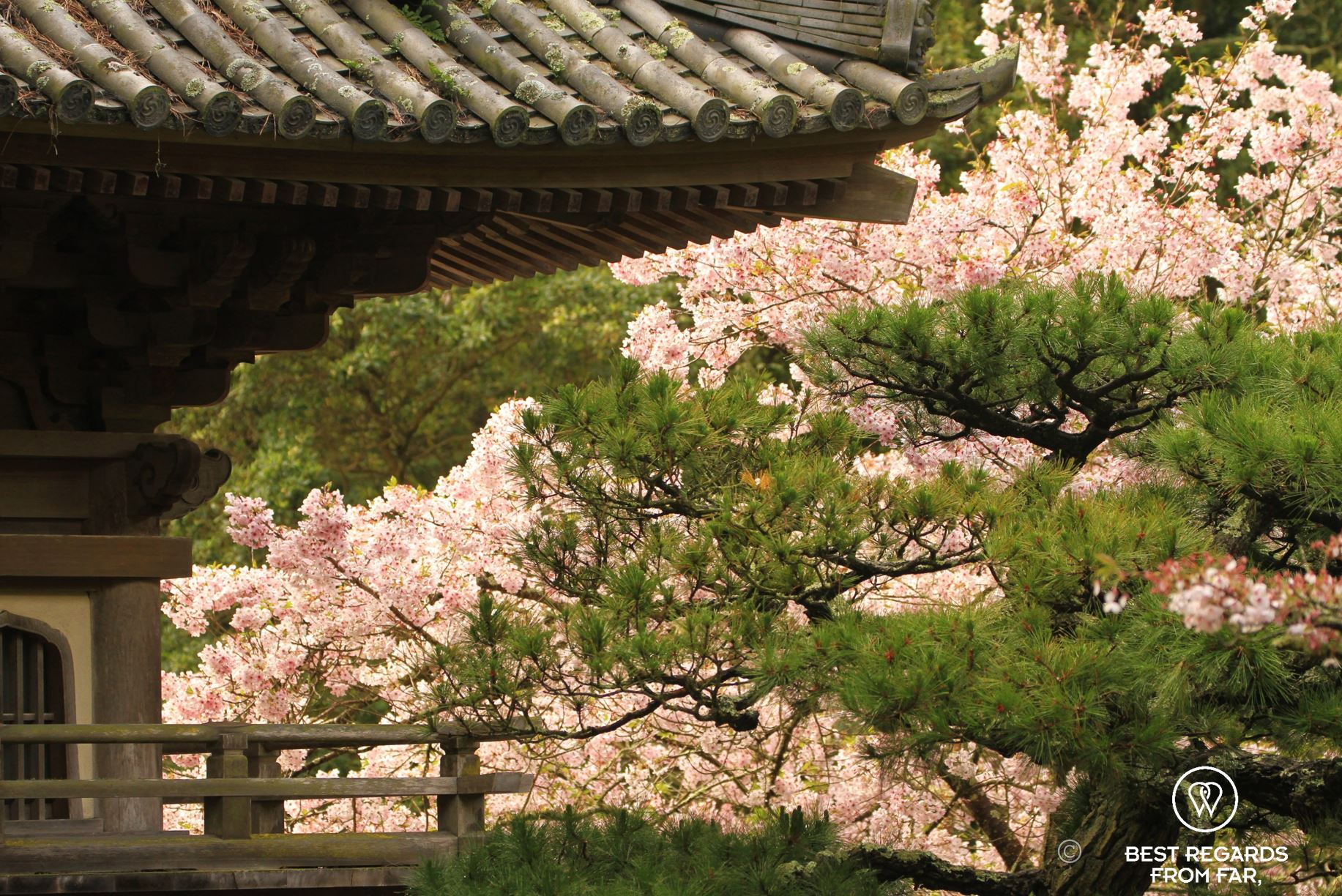 Cherry blossoms by temple.