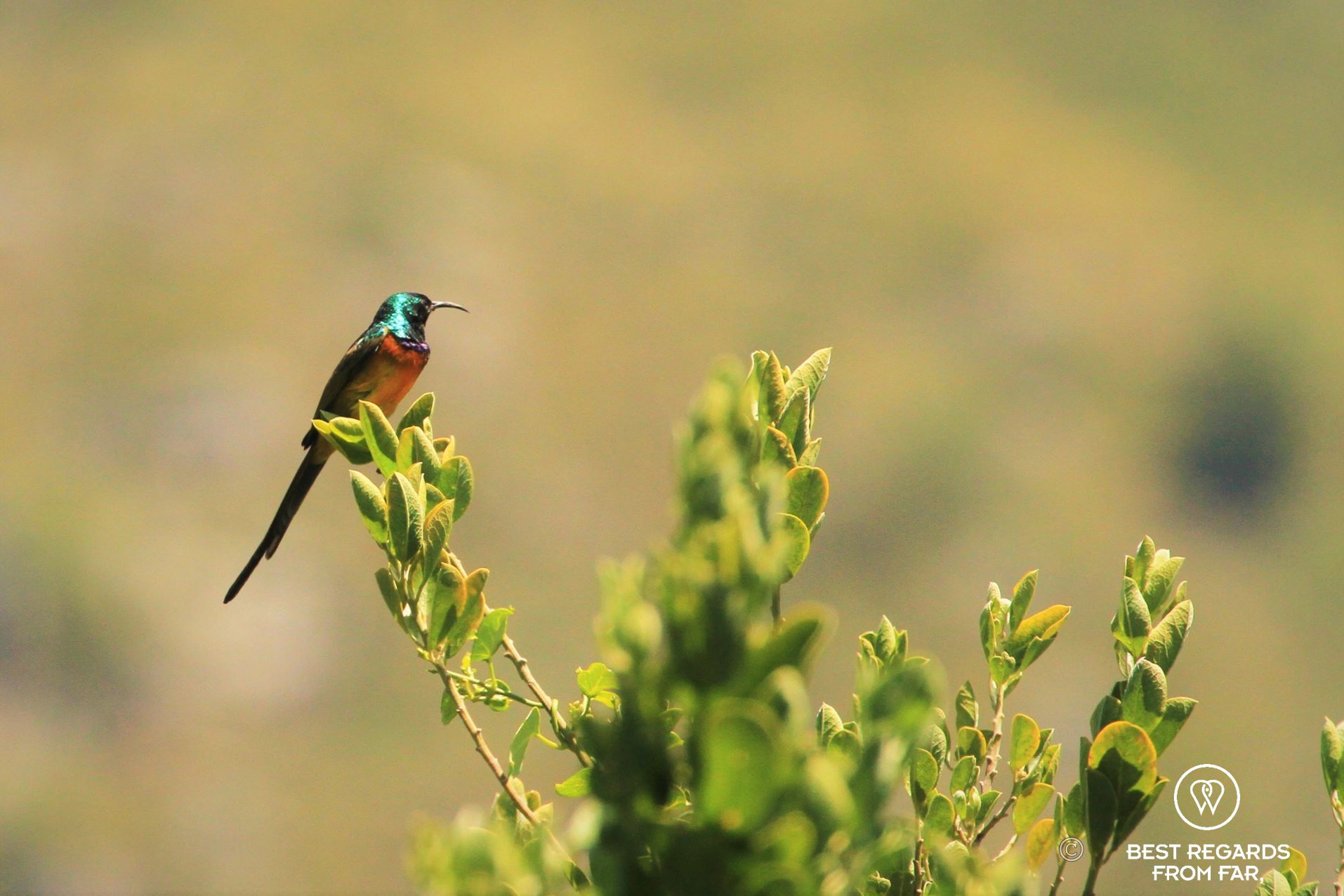 Sunbird on a branch