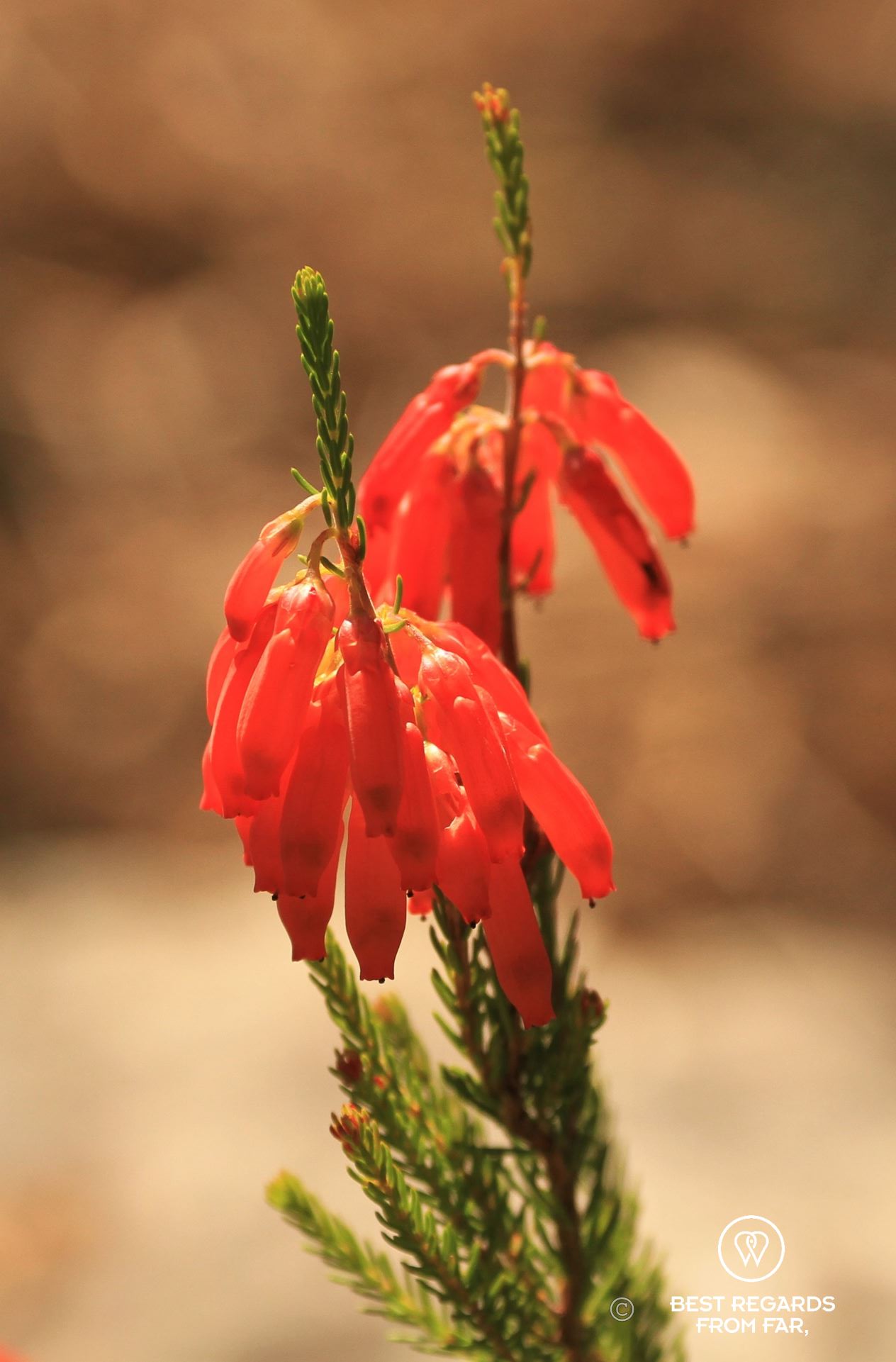 Close-up of red Fynbos in Kirstenbosch Botanical Garden in Cape Town.