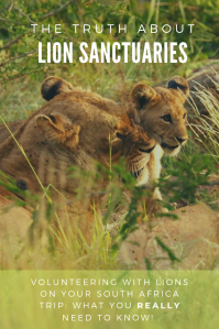 Lion Sanctuary - Pinterest - PIN South Africa