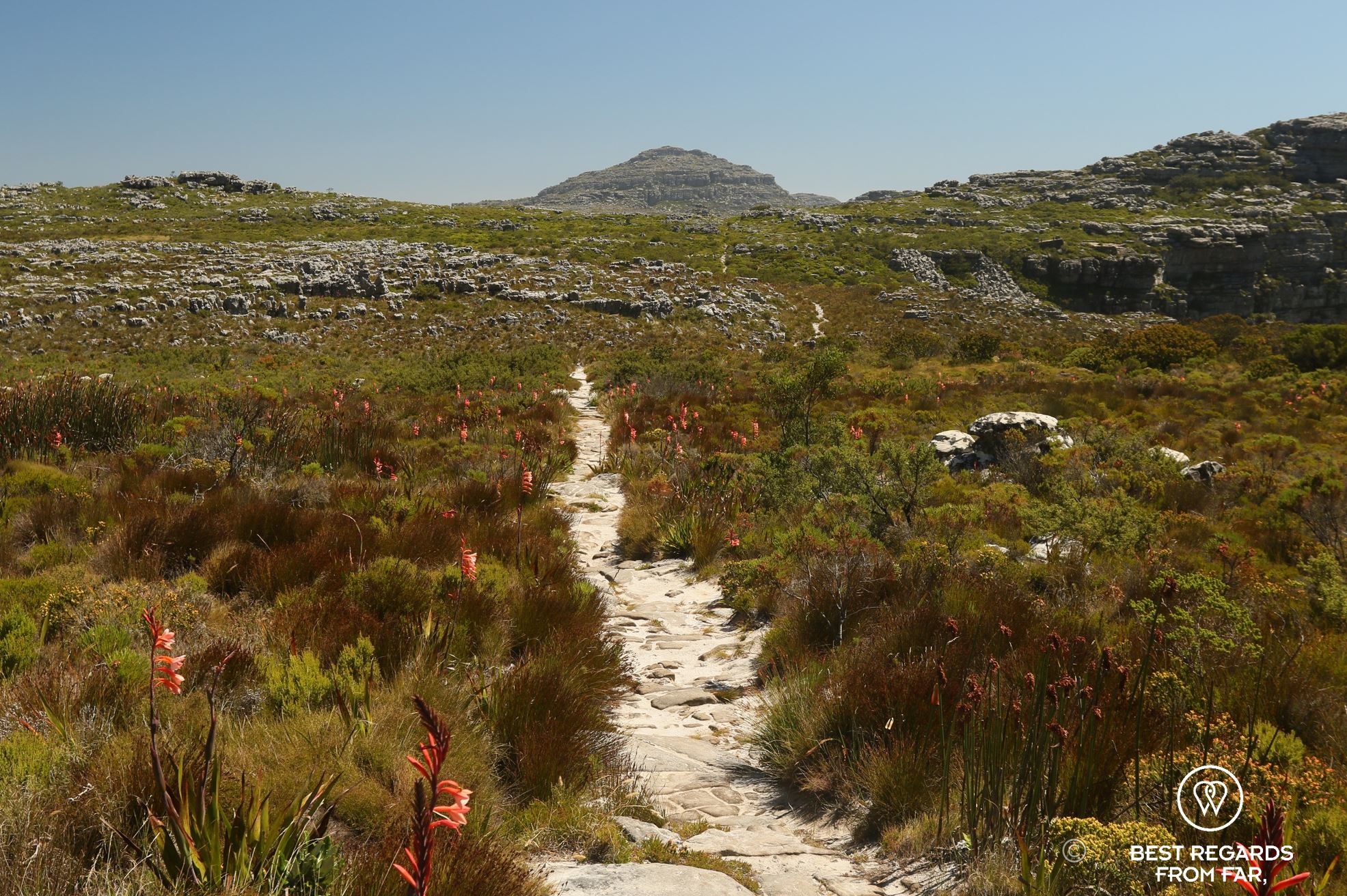 Top of Table Mountain