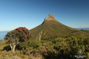 Lion's Head seen from Table Mountain