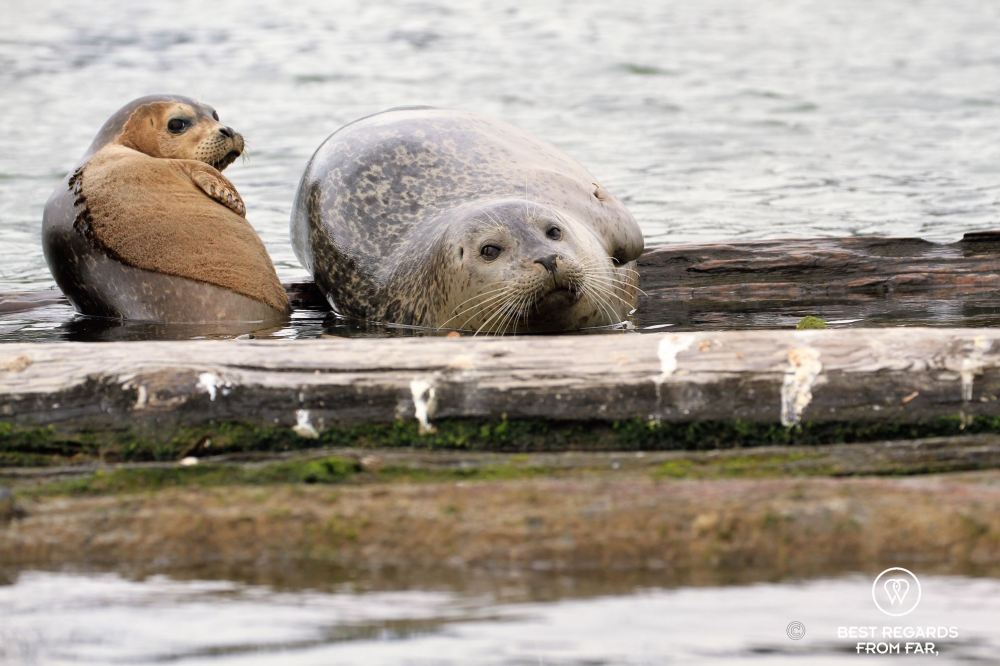Two seals on a wooden pontoon.