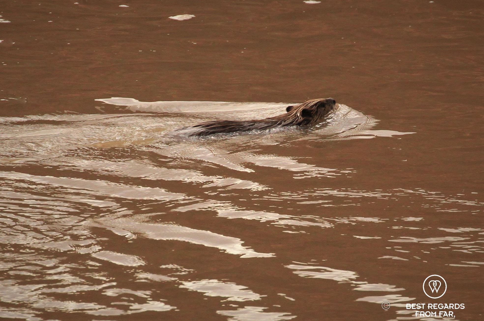 Beaver floating by while rafting the Cataract Canyon section of the Colorado River, Utah, USA.