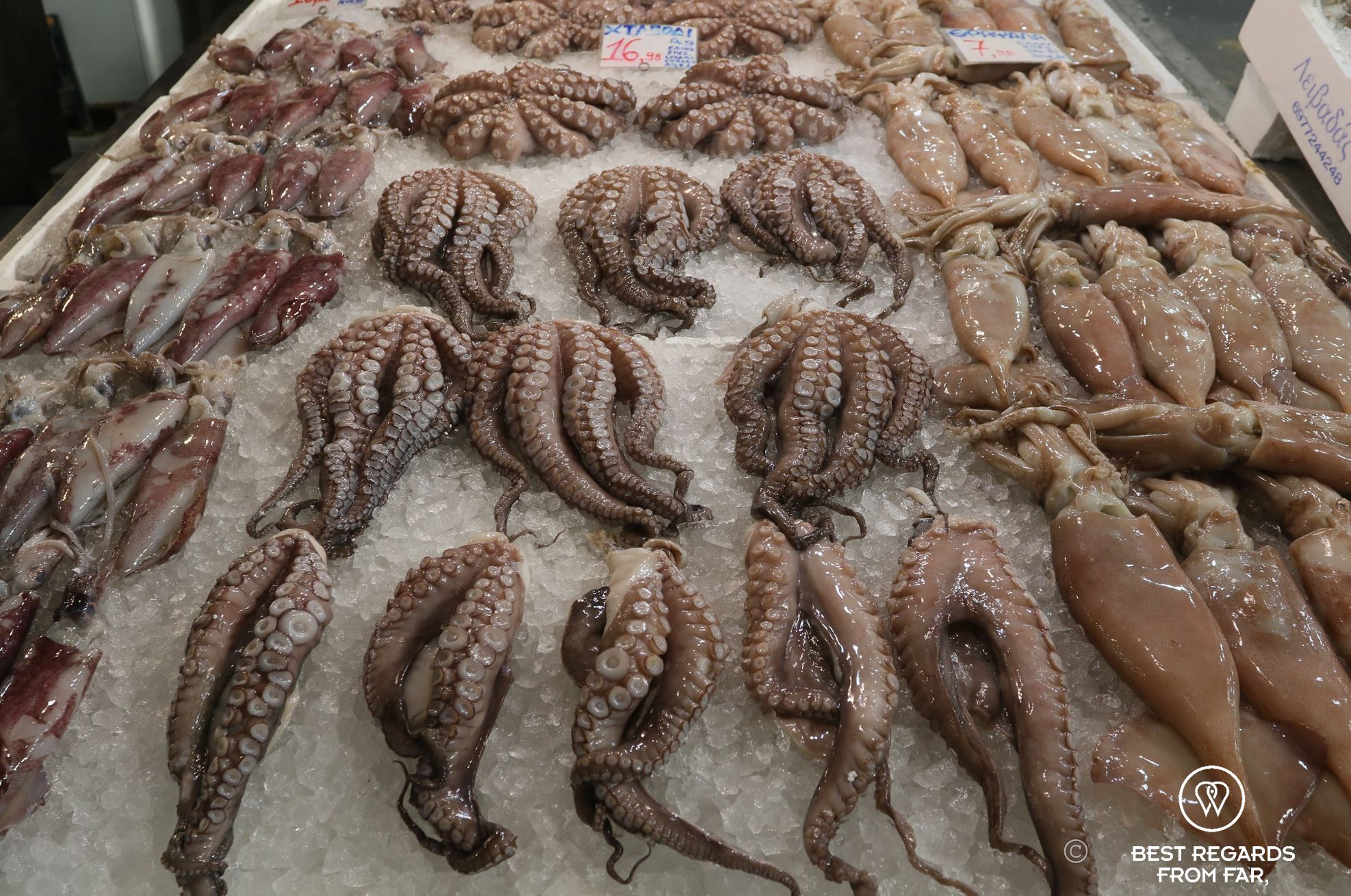 Fresh octopus and squid at the Varvakios market on ice.
