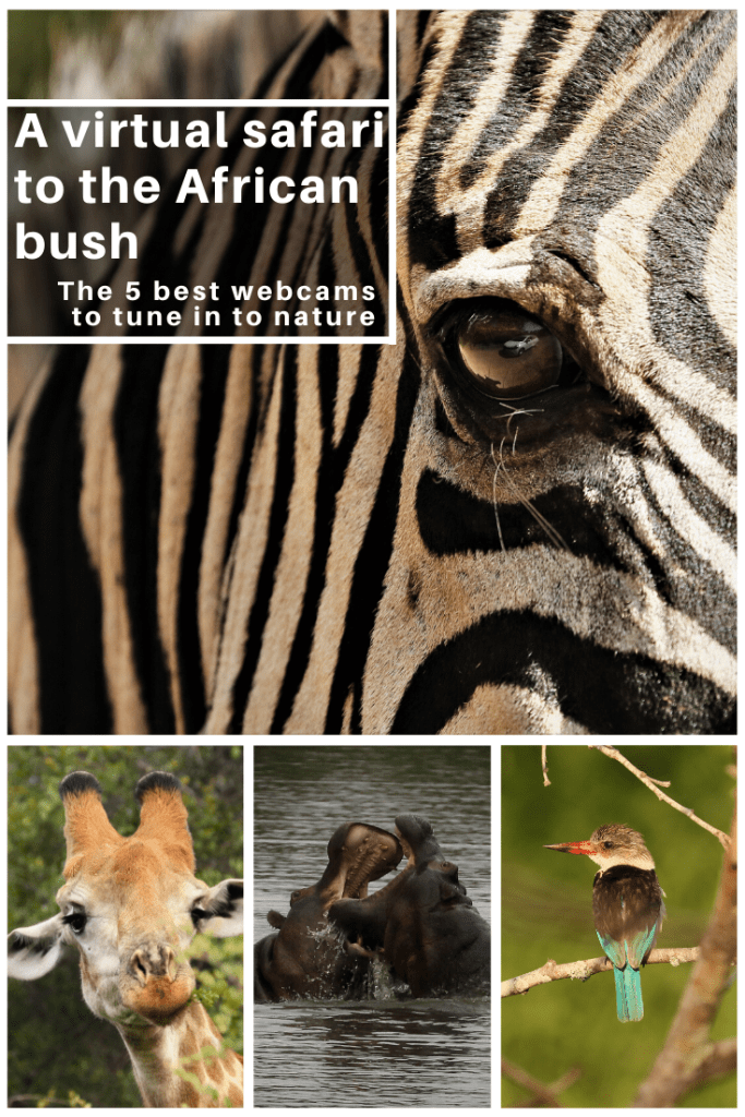 Pin with close up of a zebra and African animals referring to the best webcam virtual safaris