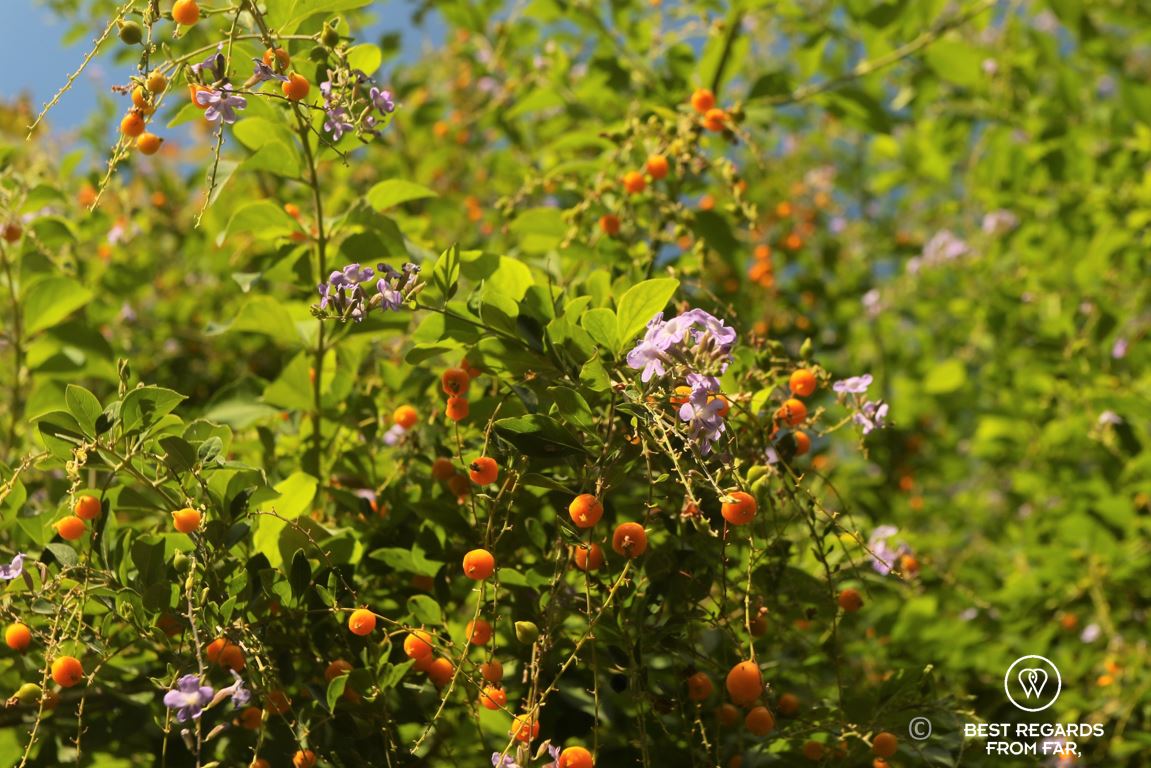 Orange berries and purple flowers in the Anafiotika area of Athens, Greece
