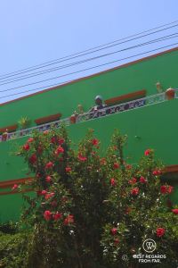 Muslim man on balcony of a green house with blooming tree in foreground in Bo Kaap, Cape Town