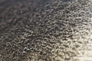Close-up of the fur of a Cape Fur Seal that provides great thermal insulation