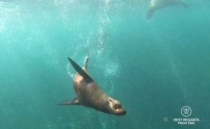 Cape Fur Seal swimming in the Atlantic Ocean in Cape Town during a snorkeling session