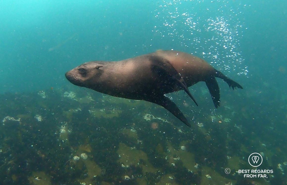 Cape Fur Seal swimming in the Atlantic Ocean in Cape Town during a snorkeling session