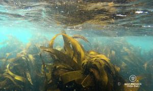 The kelp forest in the cold waters of the ocean