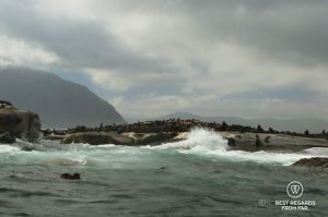 The Duiker Island Seal colony from the water in Hout Bay by Cape Town, South Africa