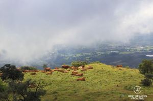 Cows grazing on a green and fertile mountain leading to the Furnace Peak on the volcanic Reunion Island, Plaine des Remparts