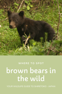 Brown bear cub in the grass with white text, Japan.