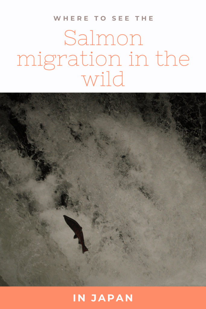 Wild salmon jumping up against a waterfall during its migration, Japan.