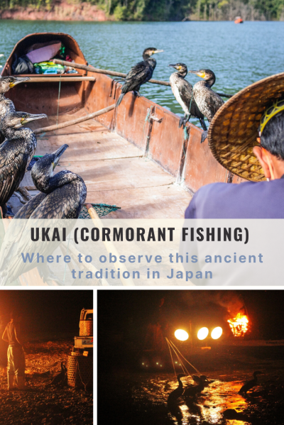 Ukai cormorant fishing in Japan. Japanese man in a wooden boat with cormorants on both sides.