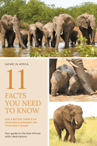 Herd of elephants drinking at a waterhole, two baby elephants taking a bath and a male elephant walking in the savanna