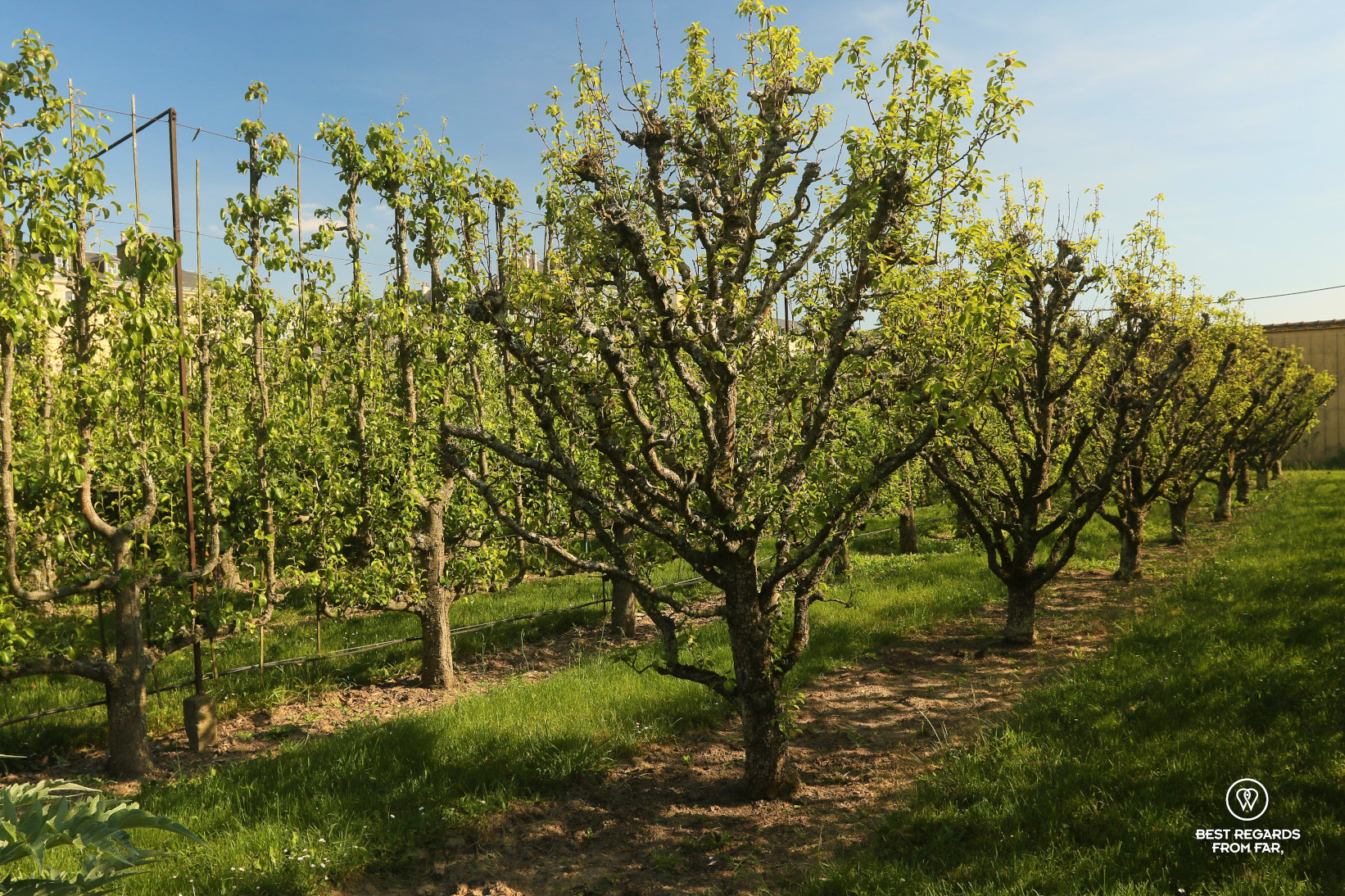 Orchard in the King's Kitchen Garden in Versailles: perfectly pruned fruit trees.