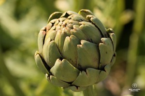 Artichoke in the King's Kitchen Garden in Versailles.