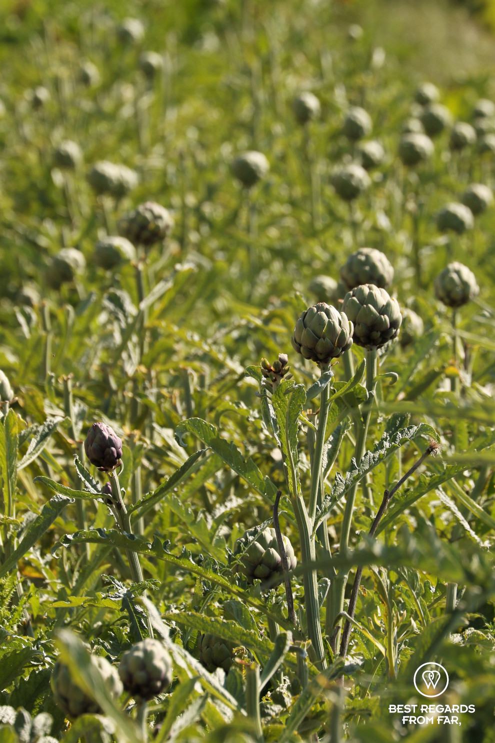 Artichokes in the King's Kitchen Garden in Versailles.