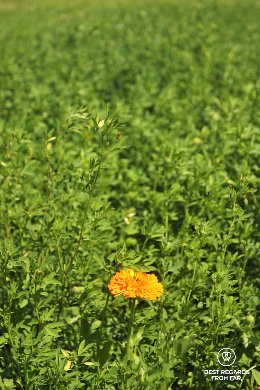 Contrasts with a bright orange flower in a green field at the King's Kitchen Garden in Versailles.
